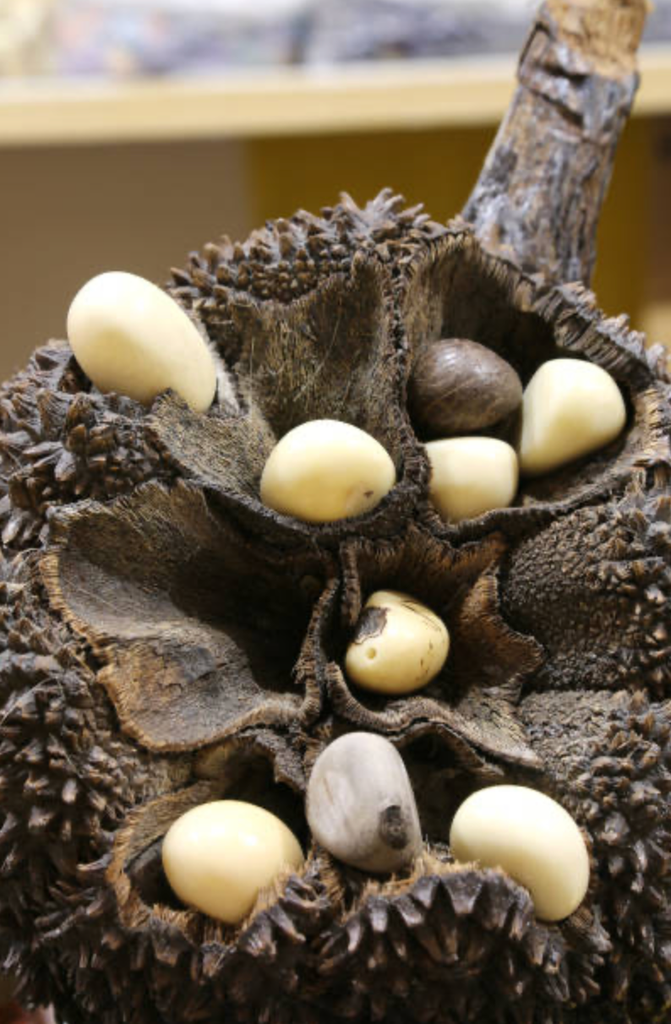 Exfoliante físico marfil vegetal