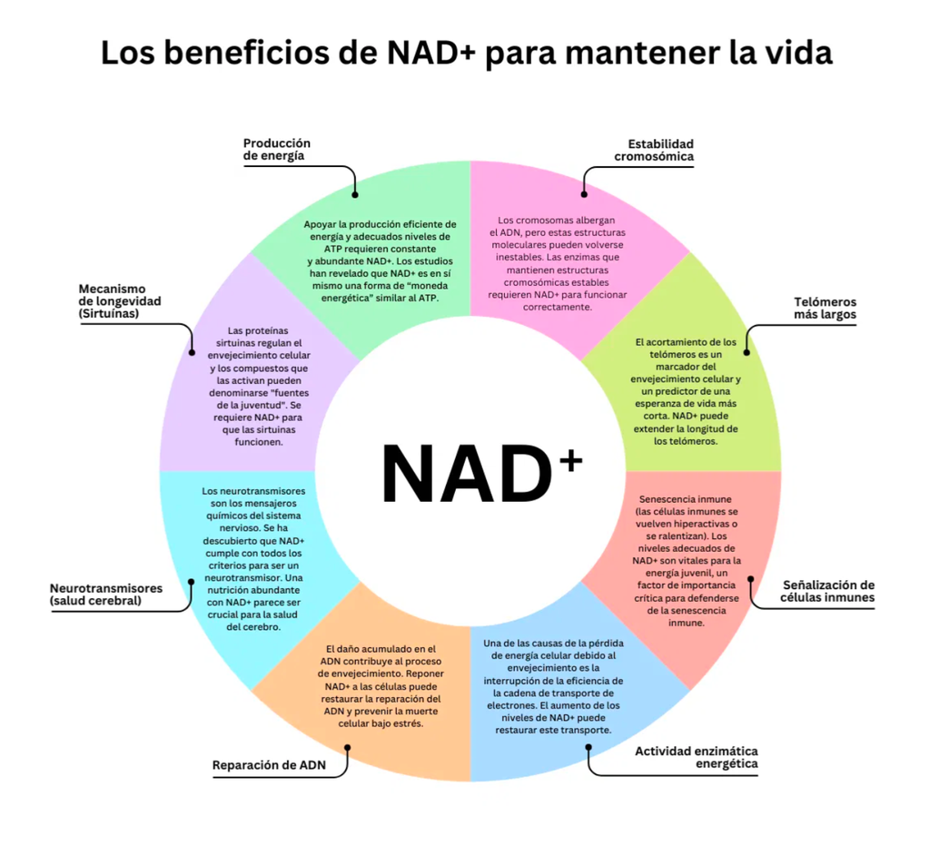 NAD+R Cx: complejo activo concentrado contra el envejecimiento celular 1
