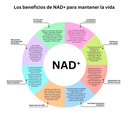 NAD+R Cx: complejo activo contra el envejecimiento celular